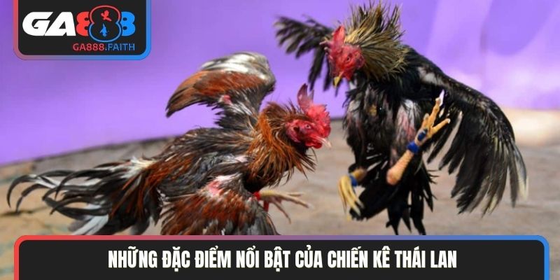 Những đặc điểm nổi bật của chiến kê Thái Lan