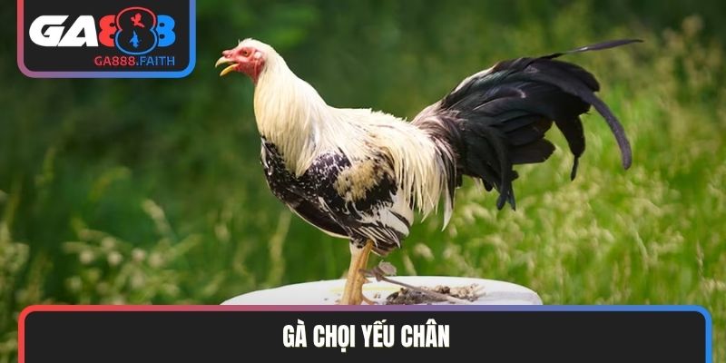 gà chọi yếu chân