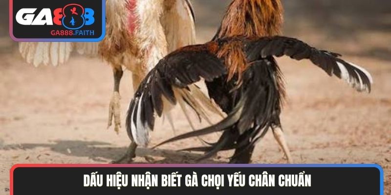 Dấu hiệu nhận biết gà chọi yếu chân chuẩn