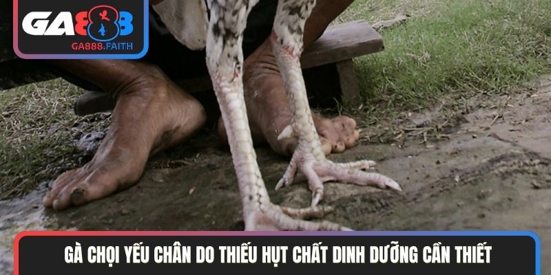 Gà chọi yếu chân do thiếu hụt chất dinh dưỡng cần thiết