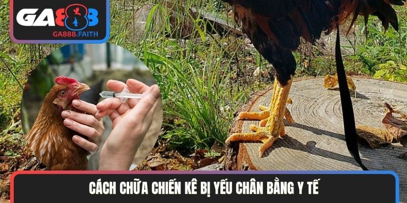 Cách chữa chiến kê bị yếu chân bằng y tế