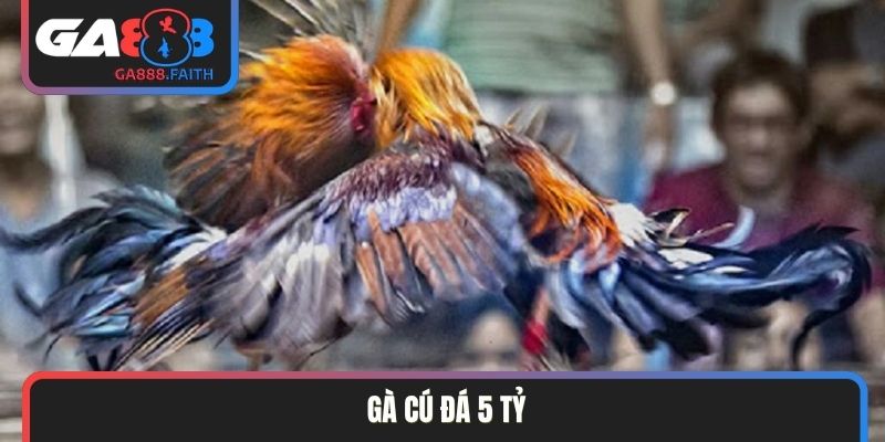 Gà cú đá 5 tỷ