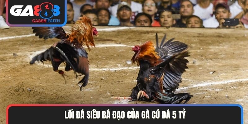 Lối đá siêu bá đạo của gà cú đá 5 tỷ