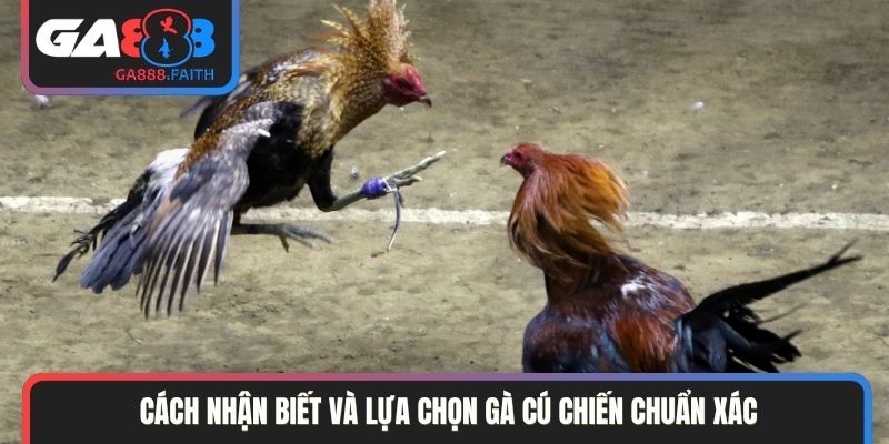 Cách nhận biết và lựa chọn gà cú chiến chuẩn xác