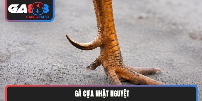 gà cựa Nhật Nguyệt