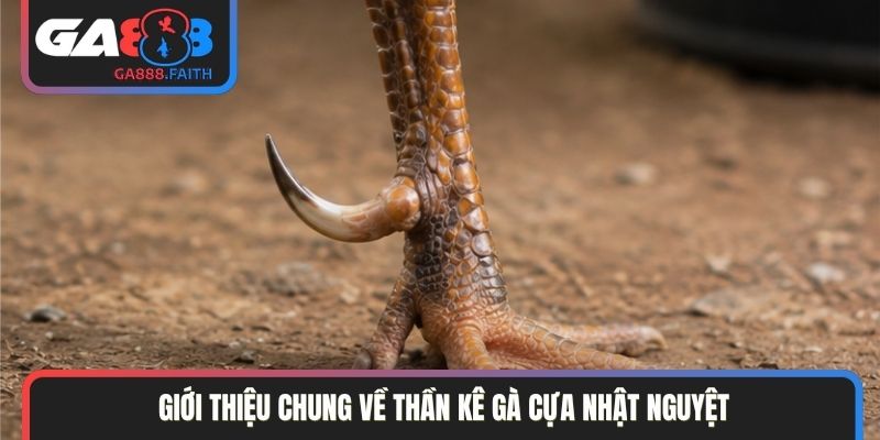 Giới thiệu chung về thần kê gà cựa Nhật Nguyệt