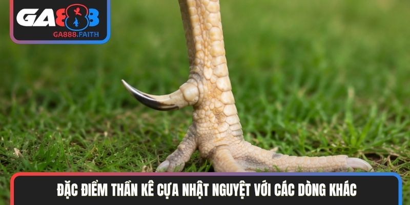 Đặc điểm thần kê cựa Nhật Nguyệt với các dòng khác