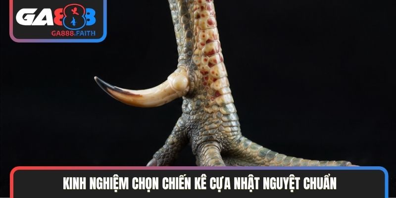 Kinh nghiệm chọn chiến kê cựa Nhật Nguyệt chuẩn