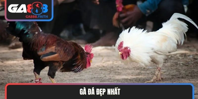 gà đá đẹp nhất
