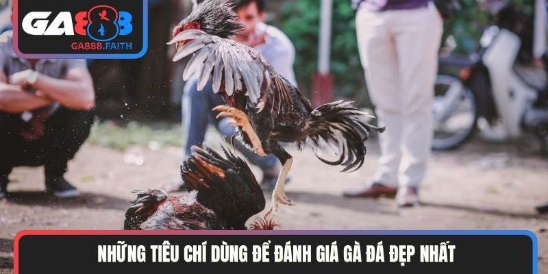 Những tiêu chí dùng để đánh giá gà đá đẹp nhất