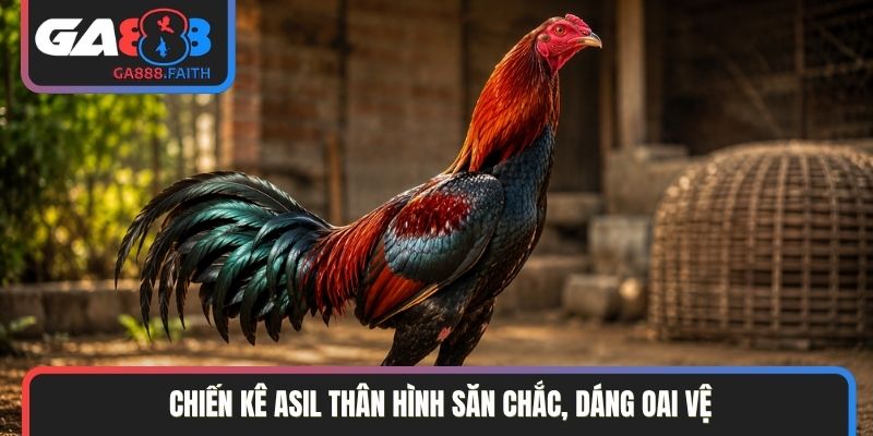Chiến kê Phoenix oai dũng sở hữu bộ lông đẹp
