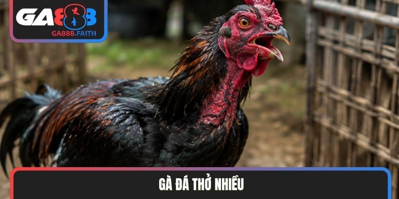 gà đá thở nhiều