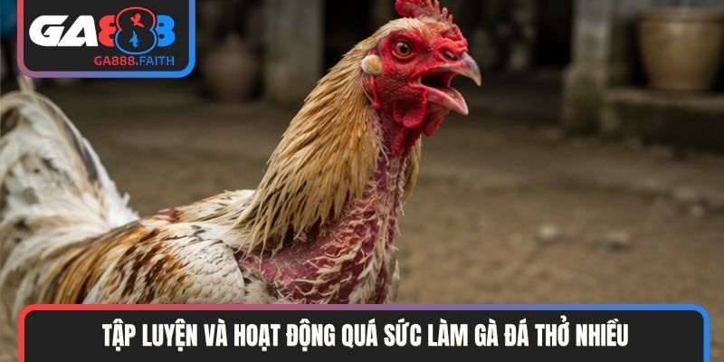 Tập luyện và hoạt động quá sức làm gà đá thở nhiều