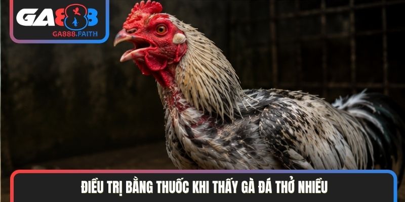 Điều trị bằng thuốc khi thấy gà đá thở nhiều