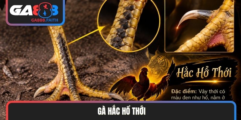 Gà hắc hổ thới