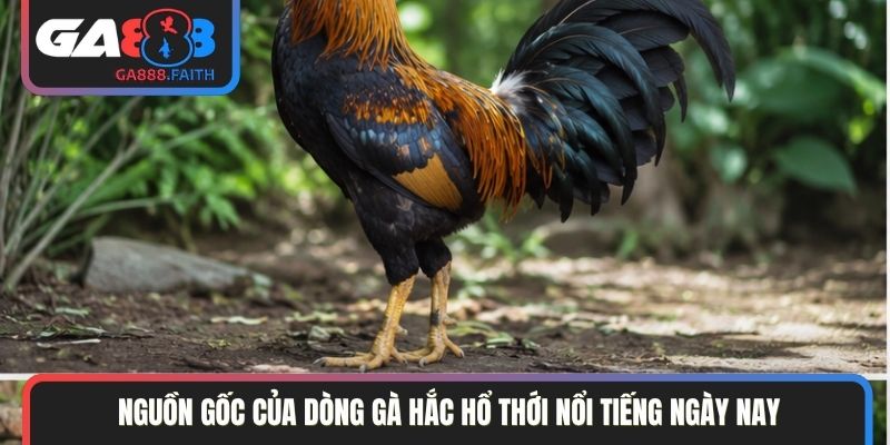 Nguồn gốc của dòng gà hắc hổ thới nổi tiếng ngày nay