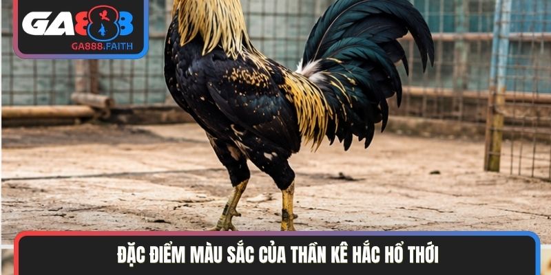 Đặc điểm màu sắc của thần kê hắc hổ thới