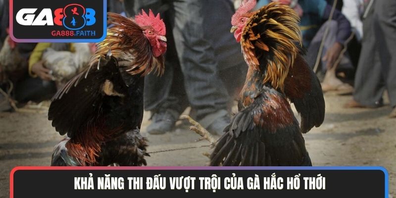 Khả năng thi đấu vượt trội của gà hắc hổ thới