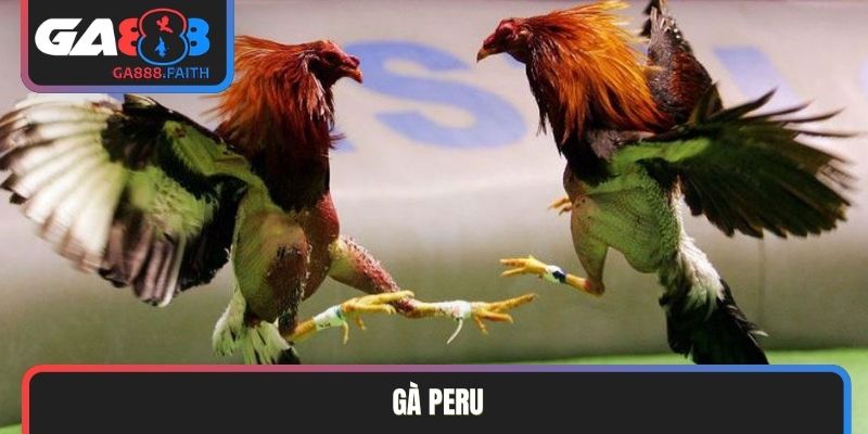 gà Peru