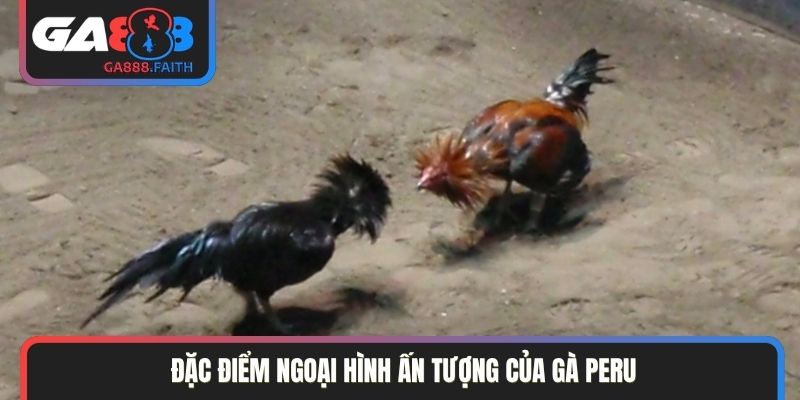 Đặc điểm ngoại hình ấn tượng của gà Peru