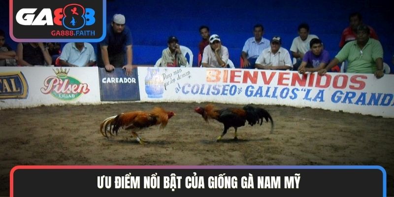 Ưu điểm nổi bật của giống gà Nam Mỹ