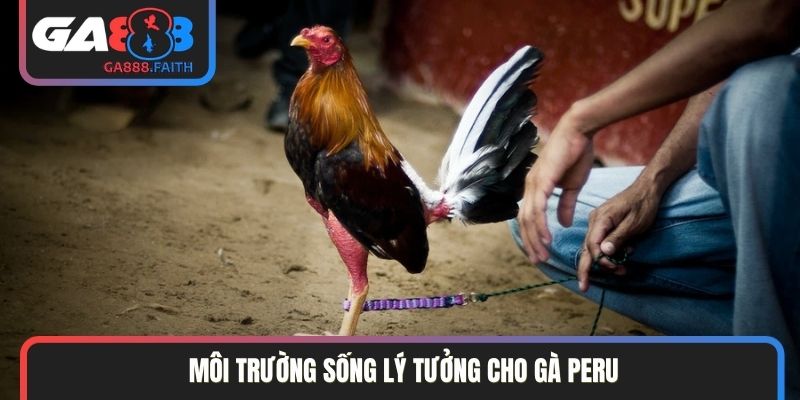 Môi trường sống lý tưởng cho gà Peru