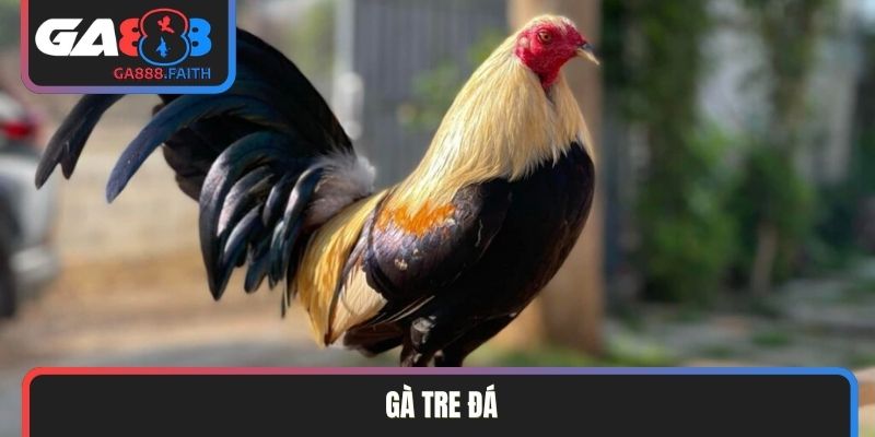 Gà tre đá