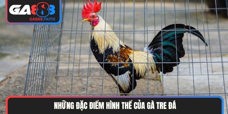 Những đặc điểm hình thể của gà tre đá