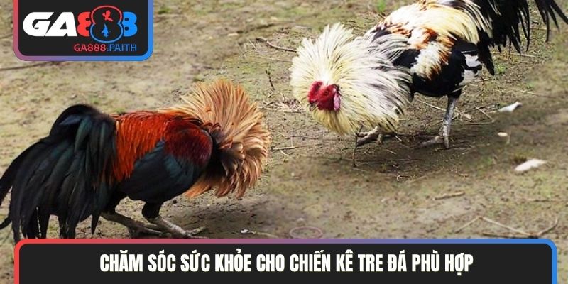 Chăm sóc sức khỏe cho chiến kê tre đá phù hợp