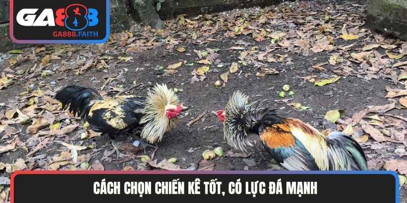 Cách chọn chiến kê tốt, có lực đá mạnh