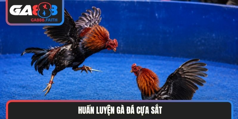 huấn luyện gà đá cựa sắt