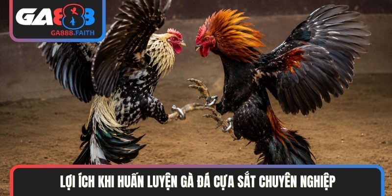 Lợi ích khi huấn luyện gà đá cựa sắt chuyên nghiệp