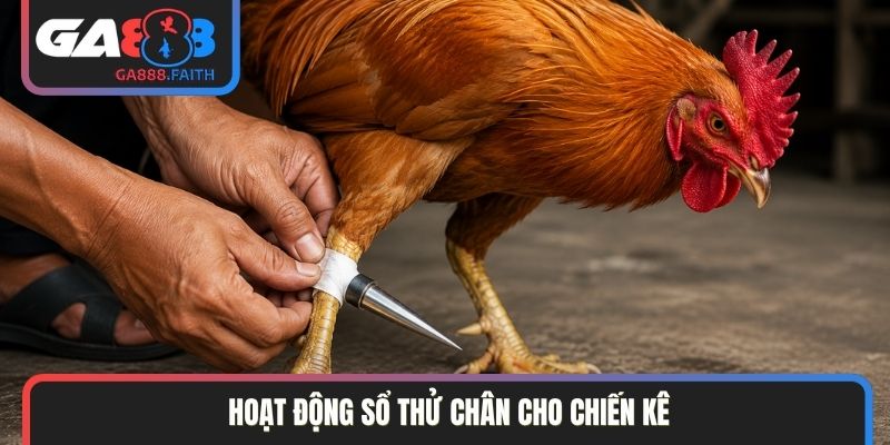 Hoạt động sổ thử chân cho chiến kê