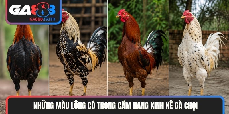 Những màu lông có trong cẩm nang kinh kê gà chọi