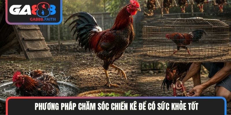 Phương pháp chăm sóc chiến kê để có sức khỏe tốt