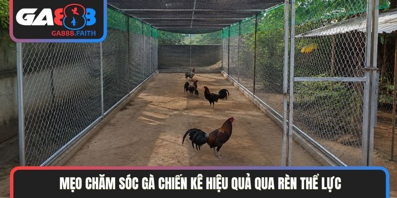 Mẹo chăm sóc gà chiến kê hiệu quả qua rèn thể lực