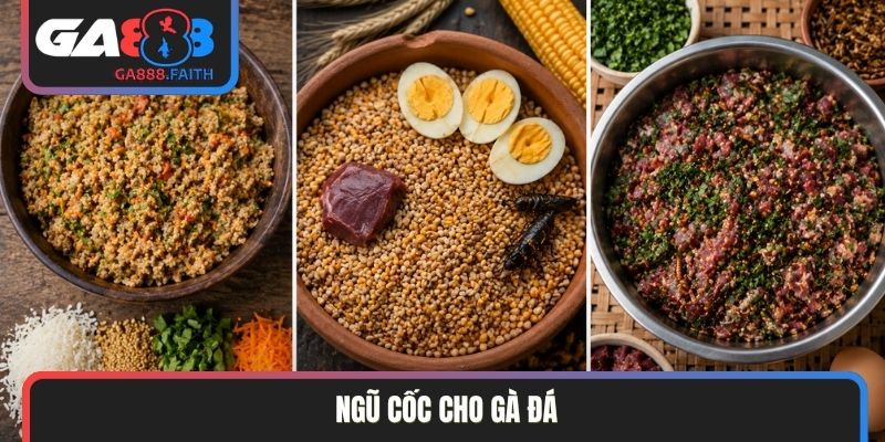 Ngũ cốc cho gà đá