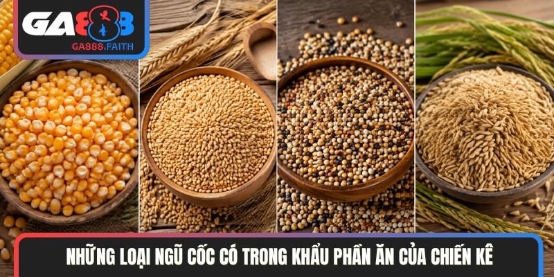 Những loại ngũ cốc có trong khẩu phần ăn của chiến kê