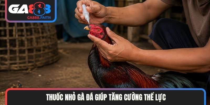 Thuốc nhỏ gà đá giúp tăng cường thể lực
