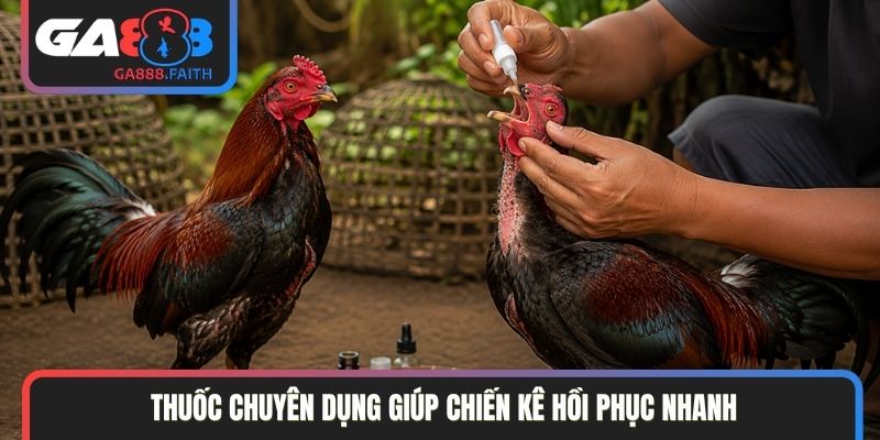 Thuốc chuyên dụng giúp chiến kê hồi phục nhanh