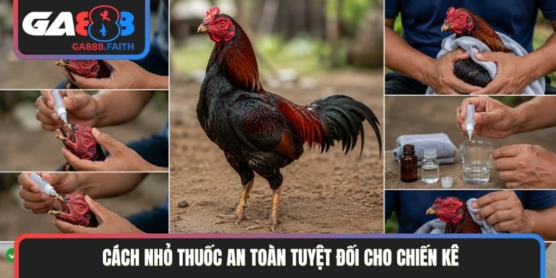 Cách nhỏ thuốc an toàn tuyệt đối cho chiến kê