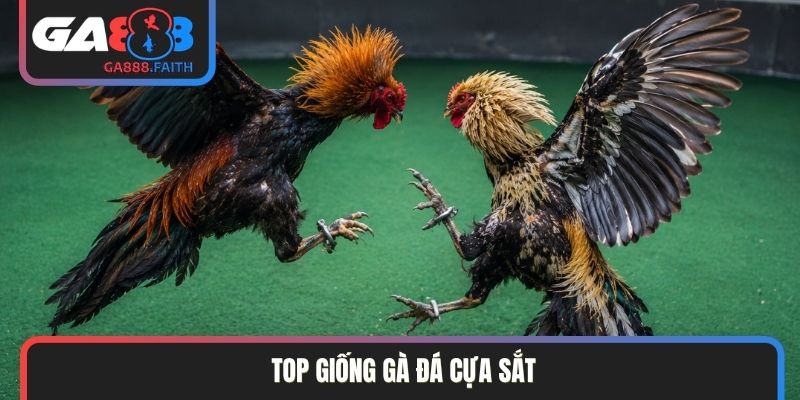 top giống gà đá cựa sắt