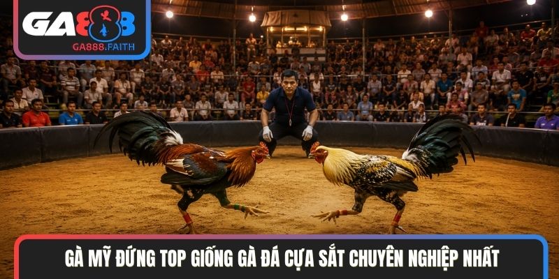 Gà Mỹ đứng top giống gà đá cựa sắt chuyên nghiệp nhất