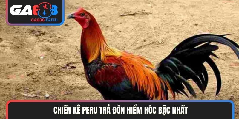 Chiến kê Peru trả đòn hiểm hóc bậc nhất