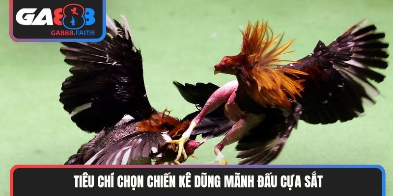 Tiêu chí chọn chiến kê dũng mãnh đấu cựa sắt