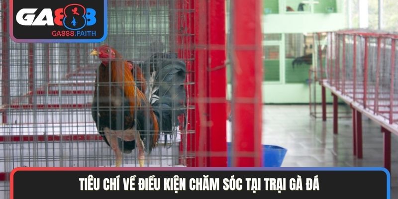 Tiêu chí về điều kiện chăm sóc tại trại gà đá