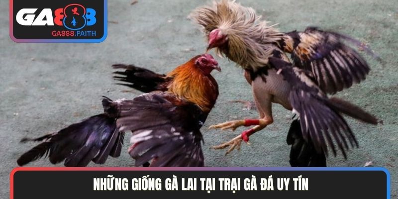 Những giống gà lai tại trại gà đá uy tín