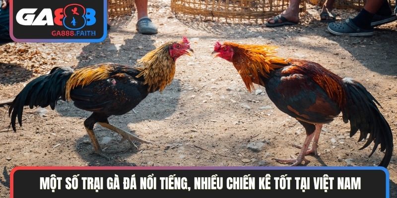 Một số trại gà đá nổi tiếng, nhiều chiến kê tốt tại Việt Nam