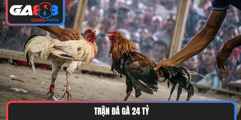 Trận Đá Gà 24 Tỷ