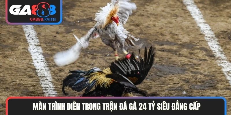 Màn trình diễn trong trận đá gà 24 tỷ siêu đẳng cấp